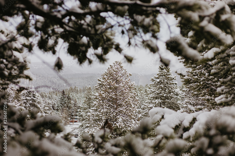 Beautiful Calm and Peaceful Frozen Cold Winter Season Snow in Breckenridge Colorado Landscape Scene of Fir Pine Trees in Outdoor Nature Forest Isolated by Mountains Landscape Background Beautiful Calm and Peaceful Frozen Cold Winter Season Snow in Breckenridge Colorado Landscape Scene of Fir Pine Trees in Outdoor Nature Forest Isolated by Mountains Landscape Background