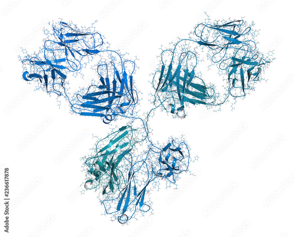 Fototapeta premium IgG1 monoclonal antibody (immunoglobulin). Many biotech drugs are antibodies. 3D rendering based on protein data bank entry 1igy. Combined wireframe and cartoon model.