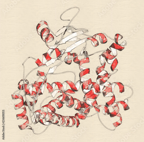 Cytochrome P450 (CYP2D6) liver enzyme, in complex with the alkaloid quinine. 3D rendering based on protein data bank entry 4wnv. Stylized cartoon model, alpha-helices colored red. photo