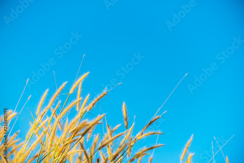 Yellow grass flower on blue sky background