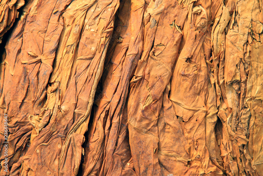 Fototapeta premium tobacco leaves