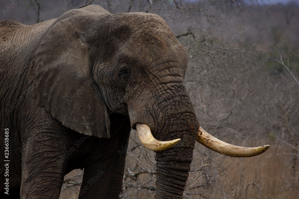 Obraz premium Elefant