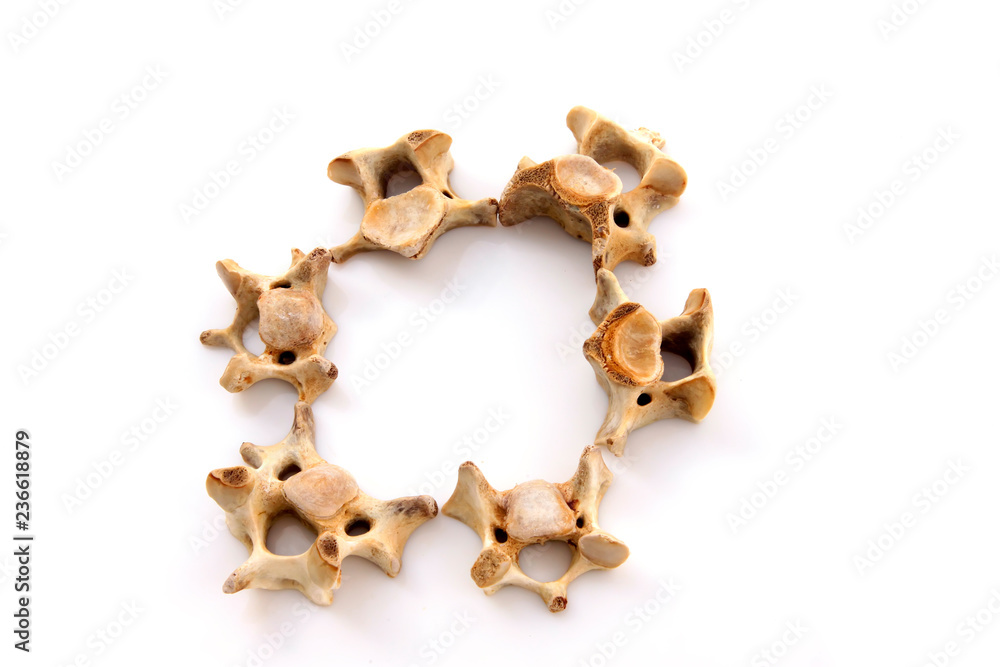 Bones in a white background Bones in a white background