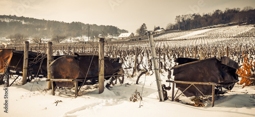 vignes enneigées photo