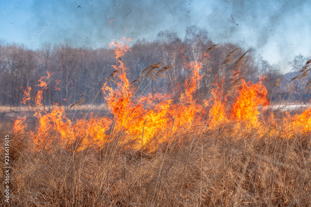 A strong fire spreads in gusts of wind through dry grass