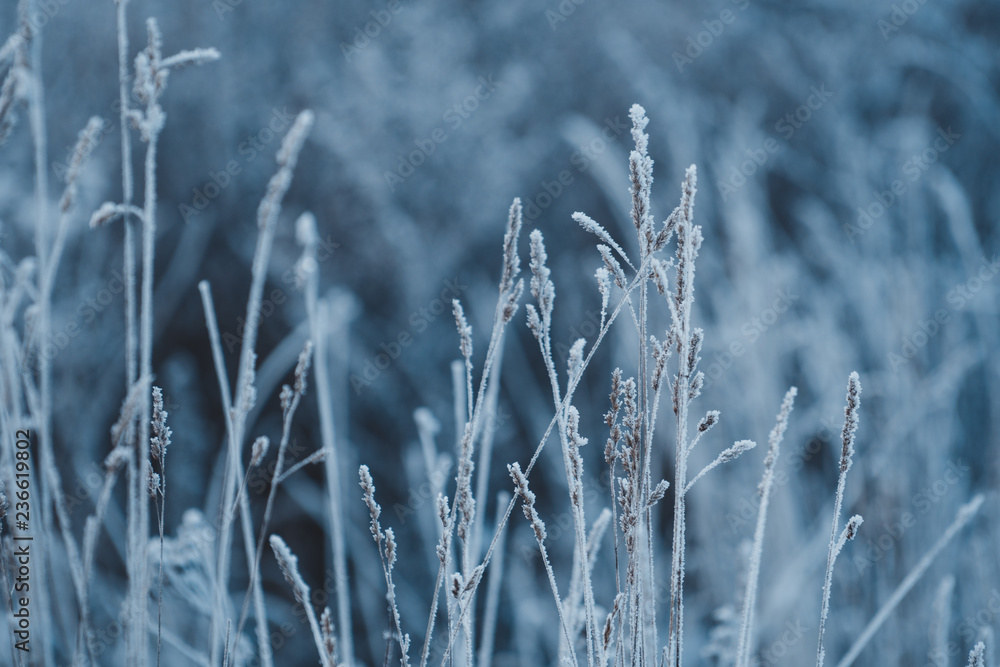 Fototapeta premium Frozen grass