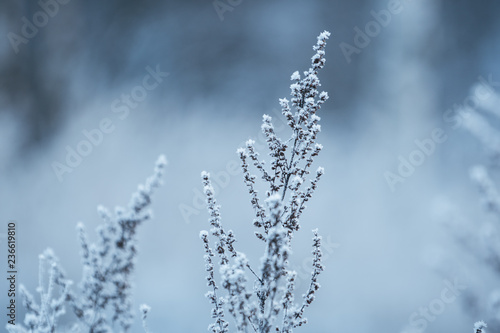 Icy grass