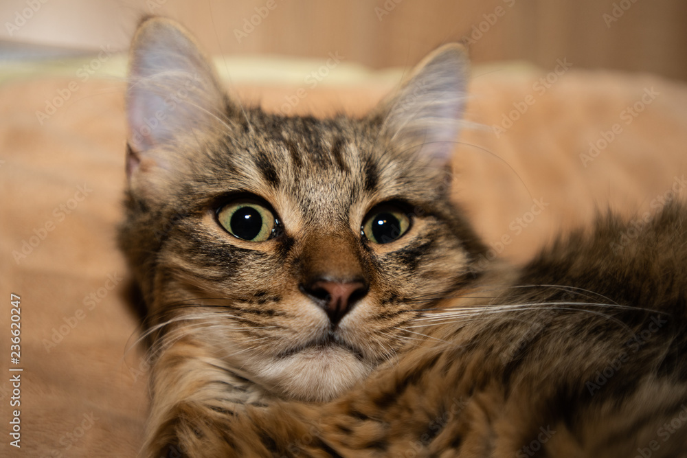 Mixed breed kitten five month lying on bed