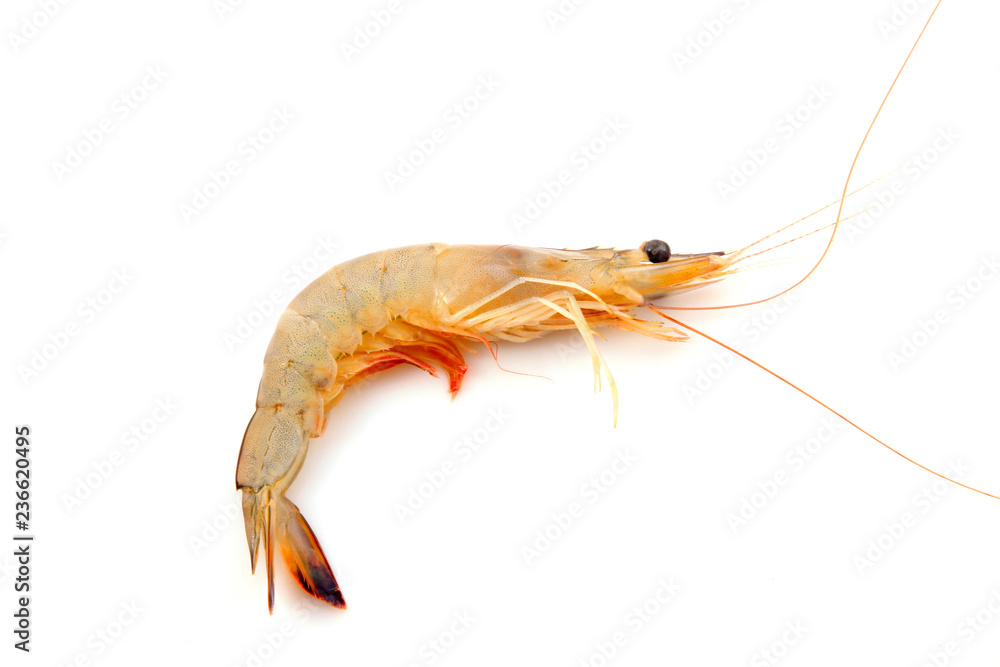 Fresh prawns in a white background Fresh prawns in a white background