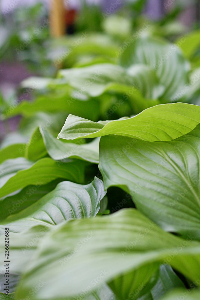 green leaves of plant