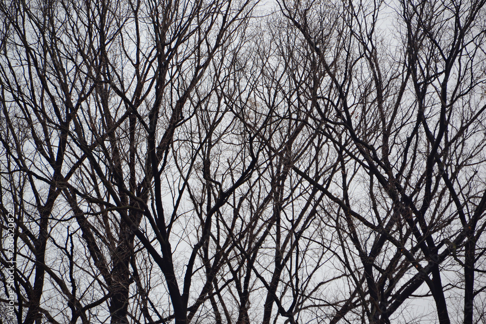 Obraz premium Sakura Tree