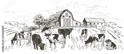 landscape with flock of cows, calves, field