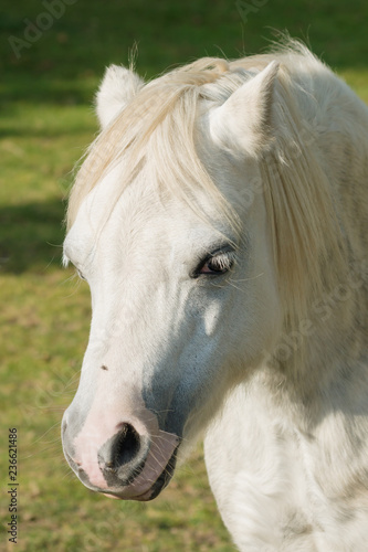 Welsh mountain pony an ancient breed native to Wales once used as pit ponies and as draught animals