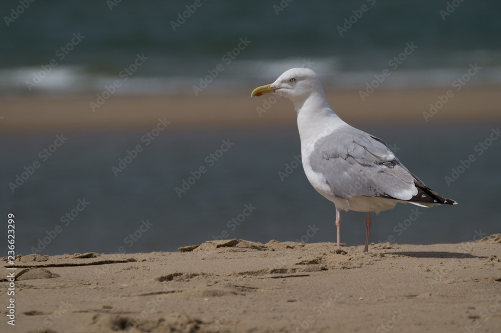 Möwe stehend am Strand Sand Hintergrund Meer Nordsee - Variante 3 Möwe stehend am Strand Sand Hintergrund Meer Nordsee - Variante 3