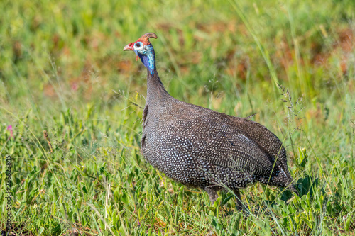 A colorful Helmeted Guineafowl in its natural habitat in the African outdoors image with copy space in landscape format