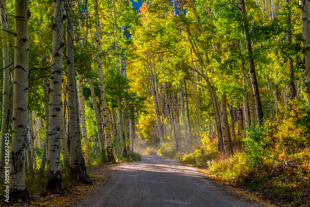 Obraz premium dusty and aspens