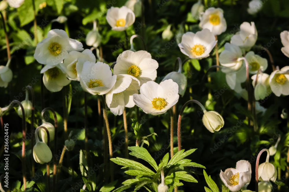 Garden and flowers - summer garden with many blooming white flowers Anemon. Garden and flowers - summer garden with many blooming white flowers Anemon.