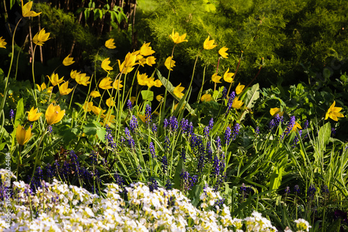 summer time in the garden - a flower bed with violet, yellow and white flowers