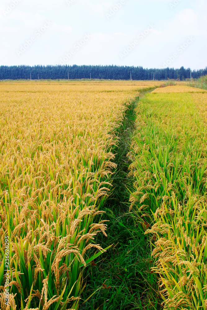 Mature rice Mature rice