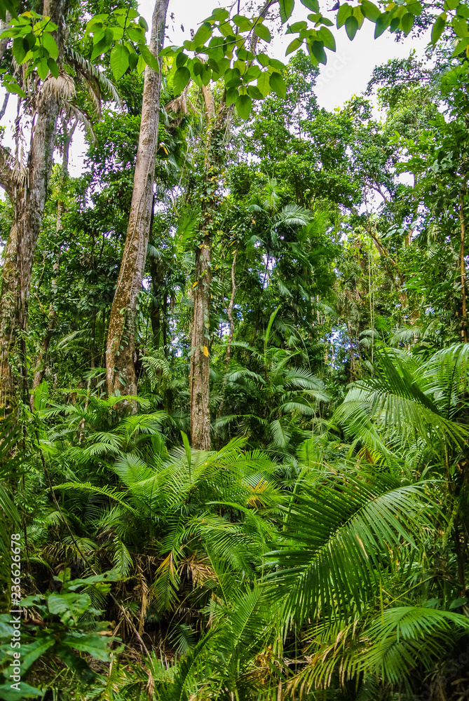Tropical rainforest landscape in Daintree National Park, Queensland, Australia