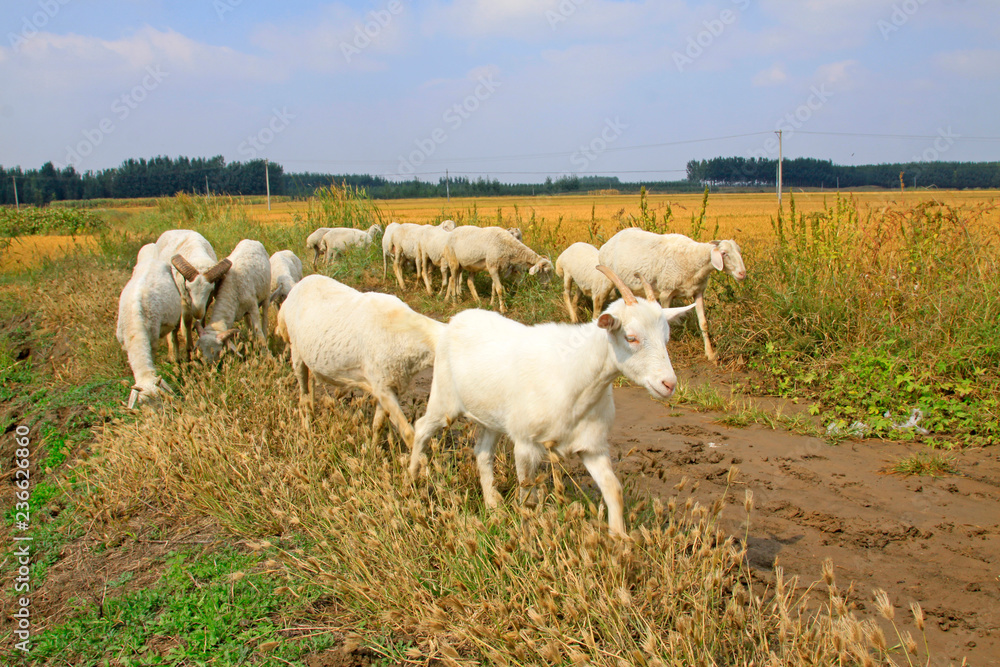 Small tail cold sheep in the wild Small tail cold sheep in the wild