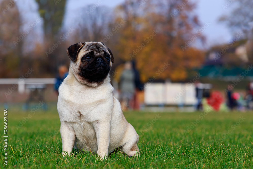 pug dog breed