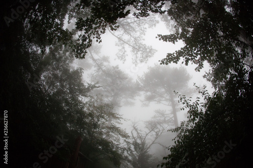 Fisheye view of the tops of the trees in the fog. Background