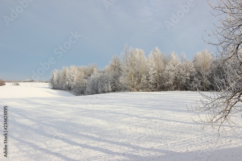 Деревья в снегу, зима , снег, лес зимой
