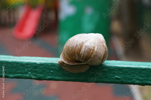 snail on green