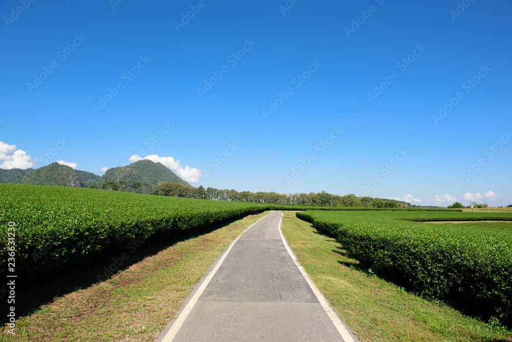 Naklejka premium Green tea farm