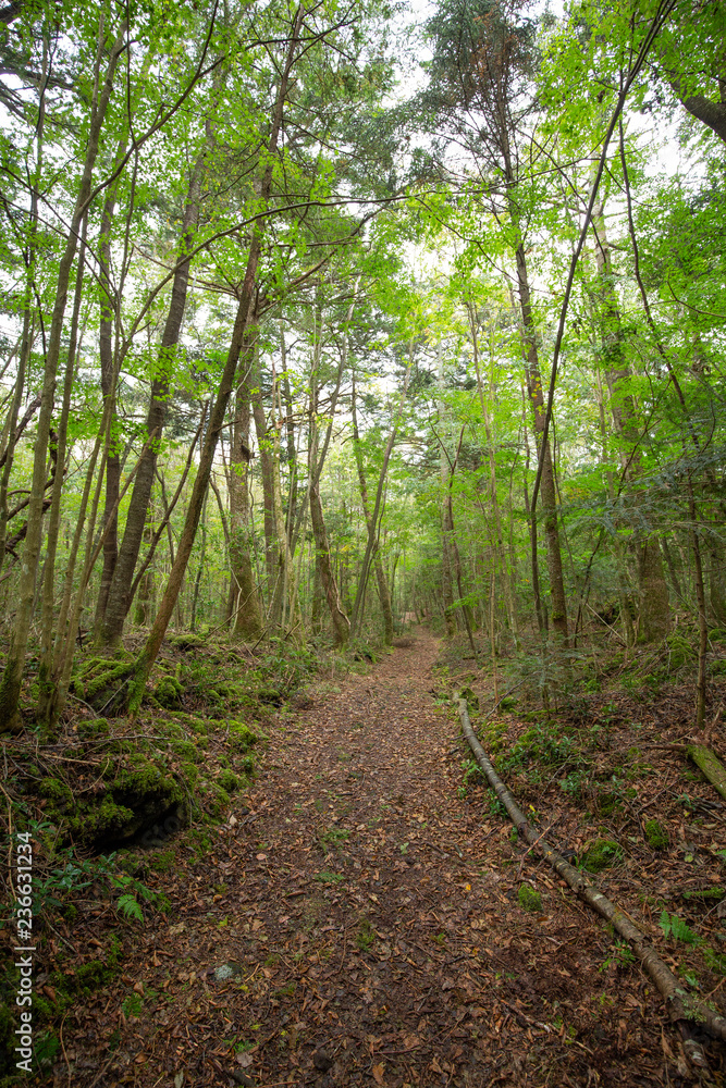Fototapeta premium jukai is the sea of tree in japan