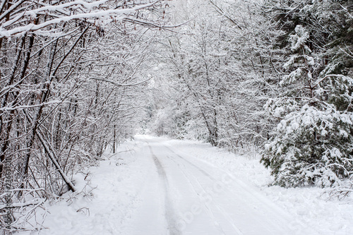 Wallpaper Mural Winter landscape - wonderland winter forest with deciduous winter trees covered with snow. winter road in the forest Torontodigital.ca