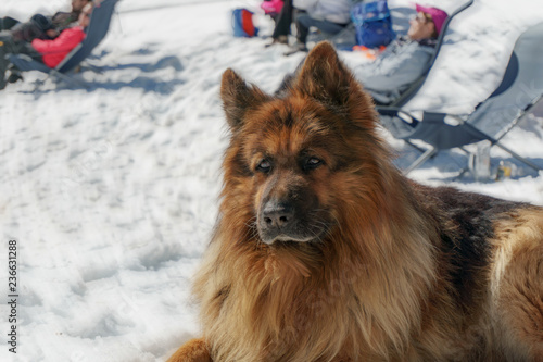 Big dog on the snow, vintage helios (German shepherd) 