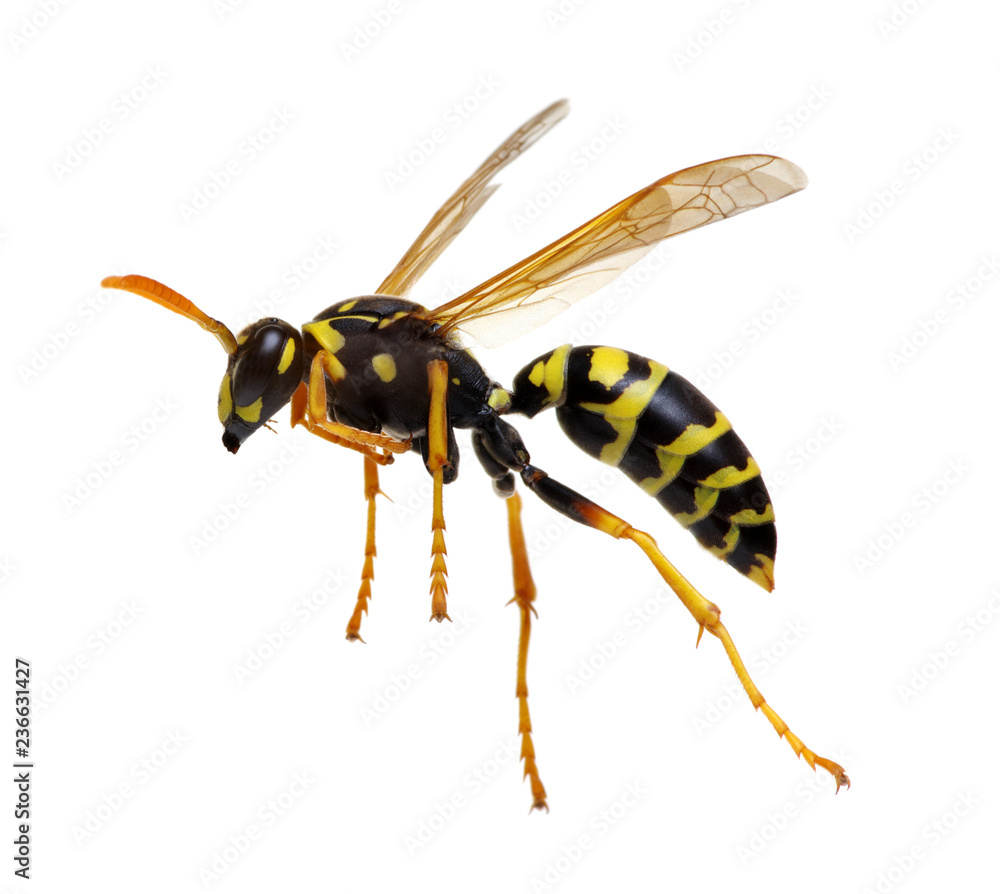 wasp isolated on white wasp isolated on white