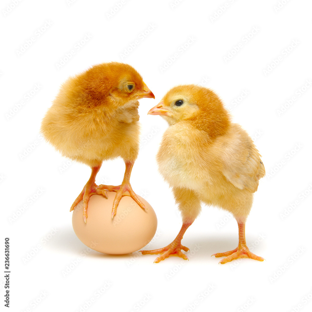 brown egg and chicks isolated on a white