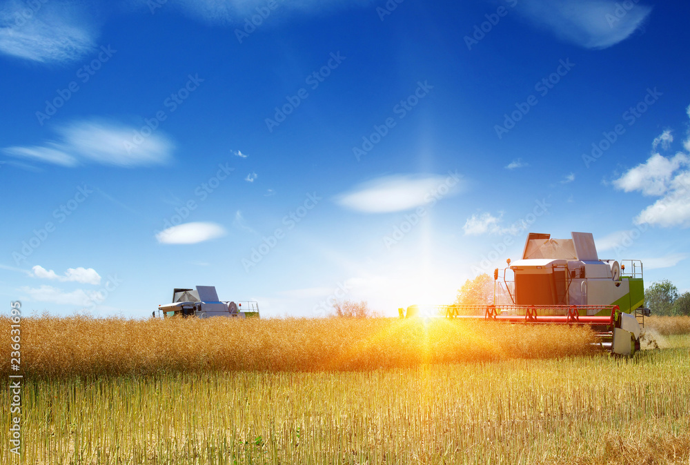 Fototapeta premium Combine working in field.