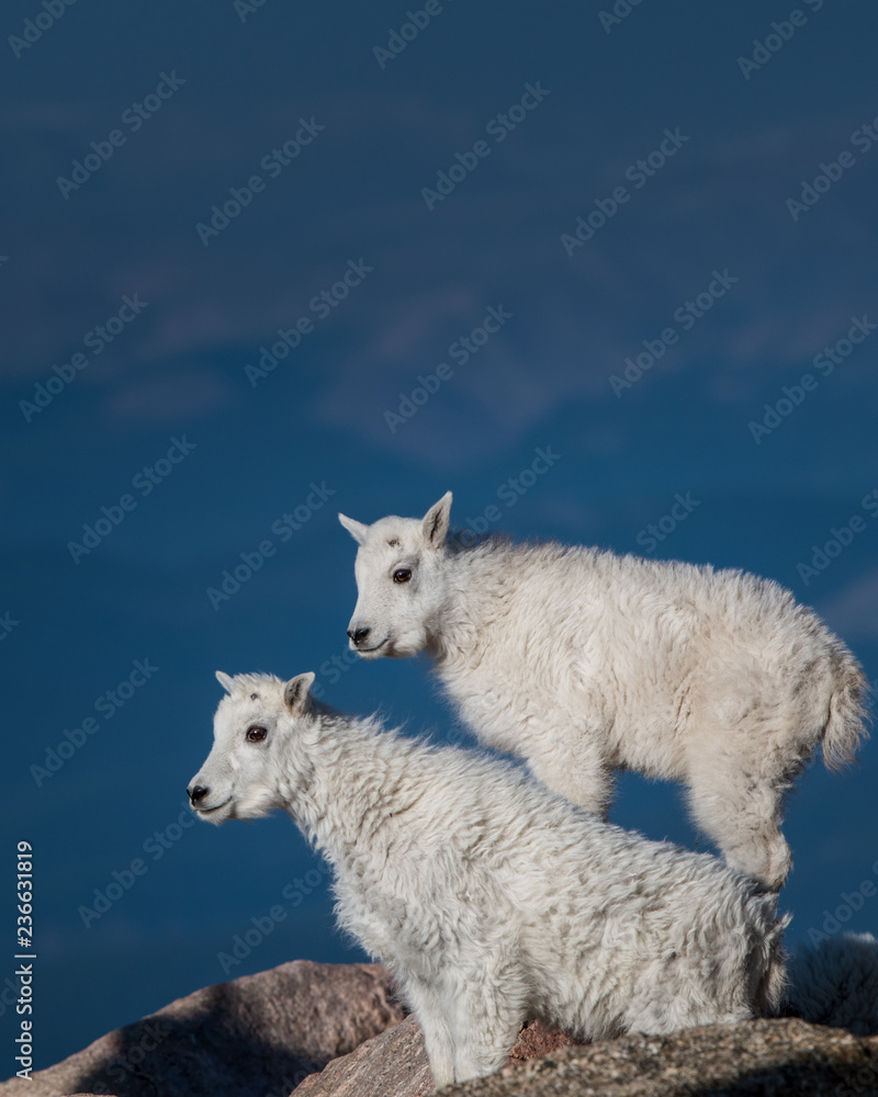 Fototapeta premium Baby Sheep