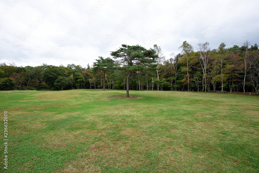 grass field in yamanashi japan