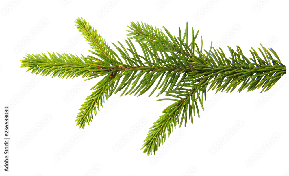 Fir branch isolated on white Fir branch isolated on white