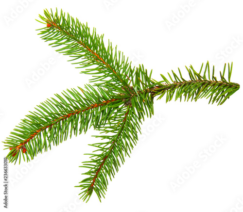 Fir branch isolated on white