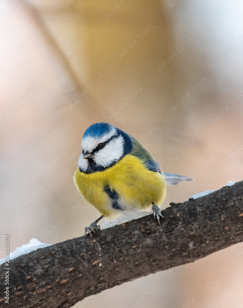 Fototapeta premium Blue tit (Parus caeruleus)resting on tree branch