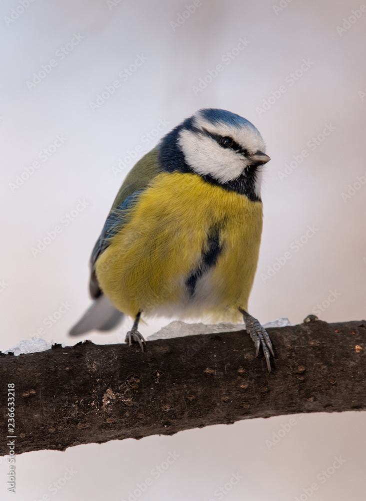 Blue tit (Parus caeruleus)resting on tree branch Blue tit (Parus caeruleus)resting on tree branch