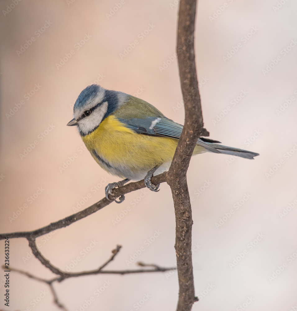 Fototapeta premium Blue tit (Parus caeruleus)resting on tree branch