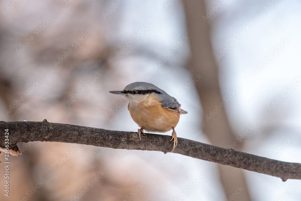 European nuthatch (Sitta europaea) on a tree bark European nuthatch (Sitta europaea) on a tree bark