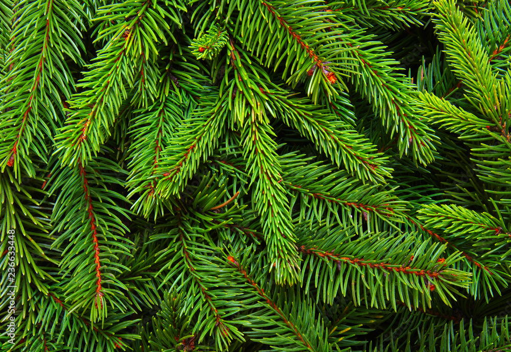Background of pine branches.