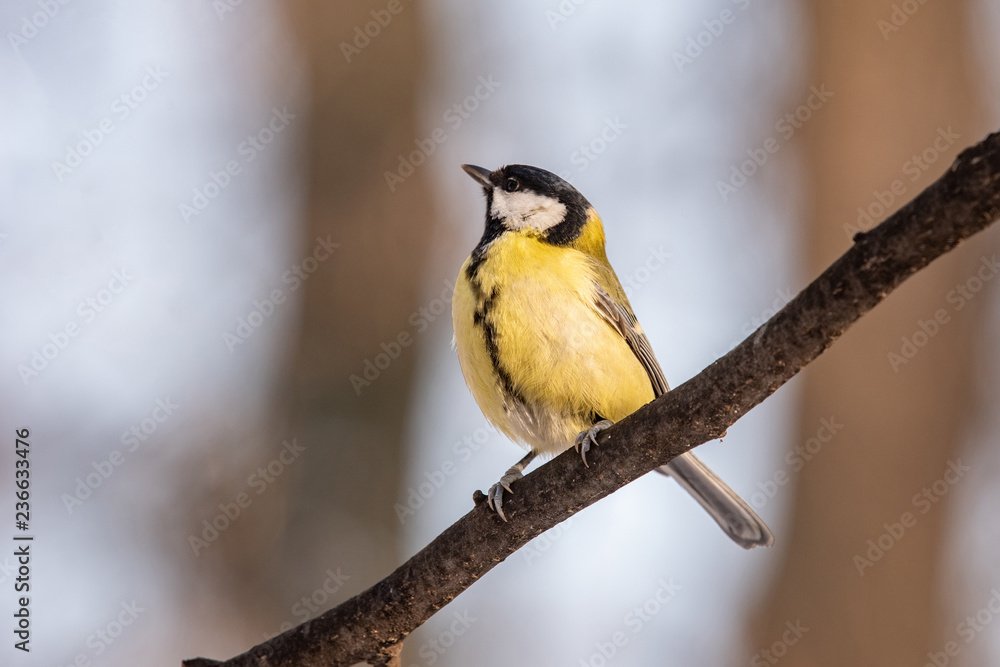 Obraz premium Cute Great tit (Parus major) bird in yellow black color sitting on tree branch