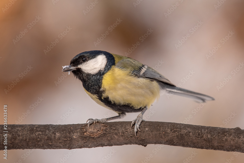 Fototapeta premium Cute Great tit (Parus major) bird in yellow black color sitting on tree branch