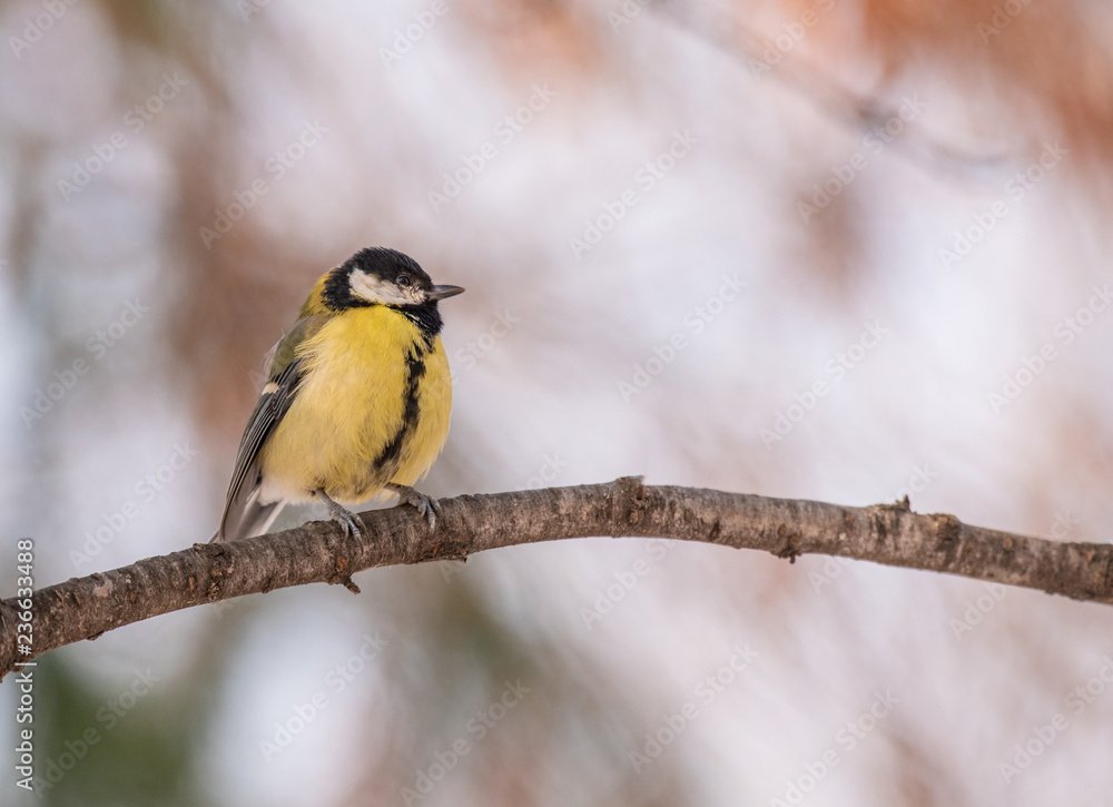 Obraz premium Cute Great tit (Parus major) bird in yellow black color sitting on tree branch