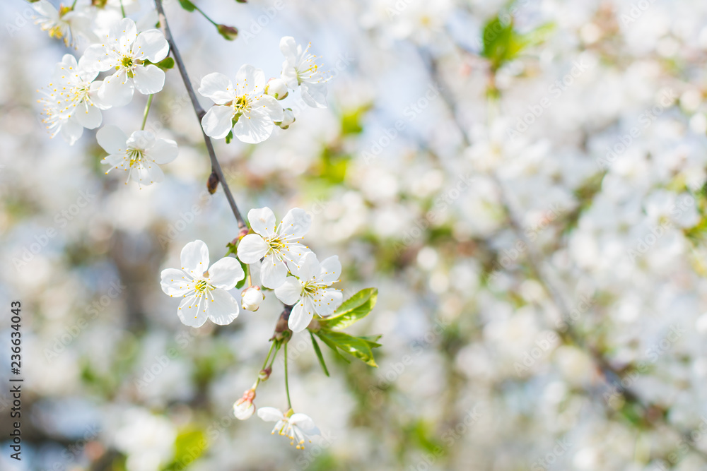 cherry blossom branch in spring