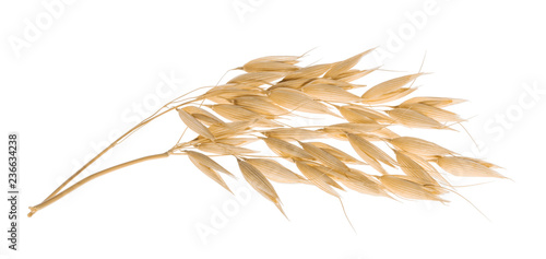 Oat plant isolated on white with clipping path